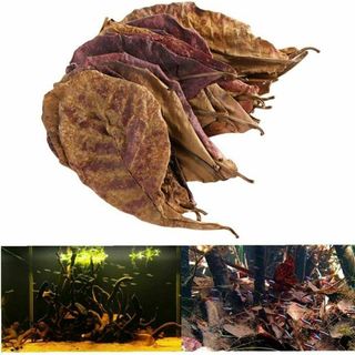 台湾産 天然マジックリーフ 無農薬 モモタマナ 水質改善 ドクターリーフ ベタ(アクアリウム)