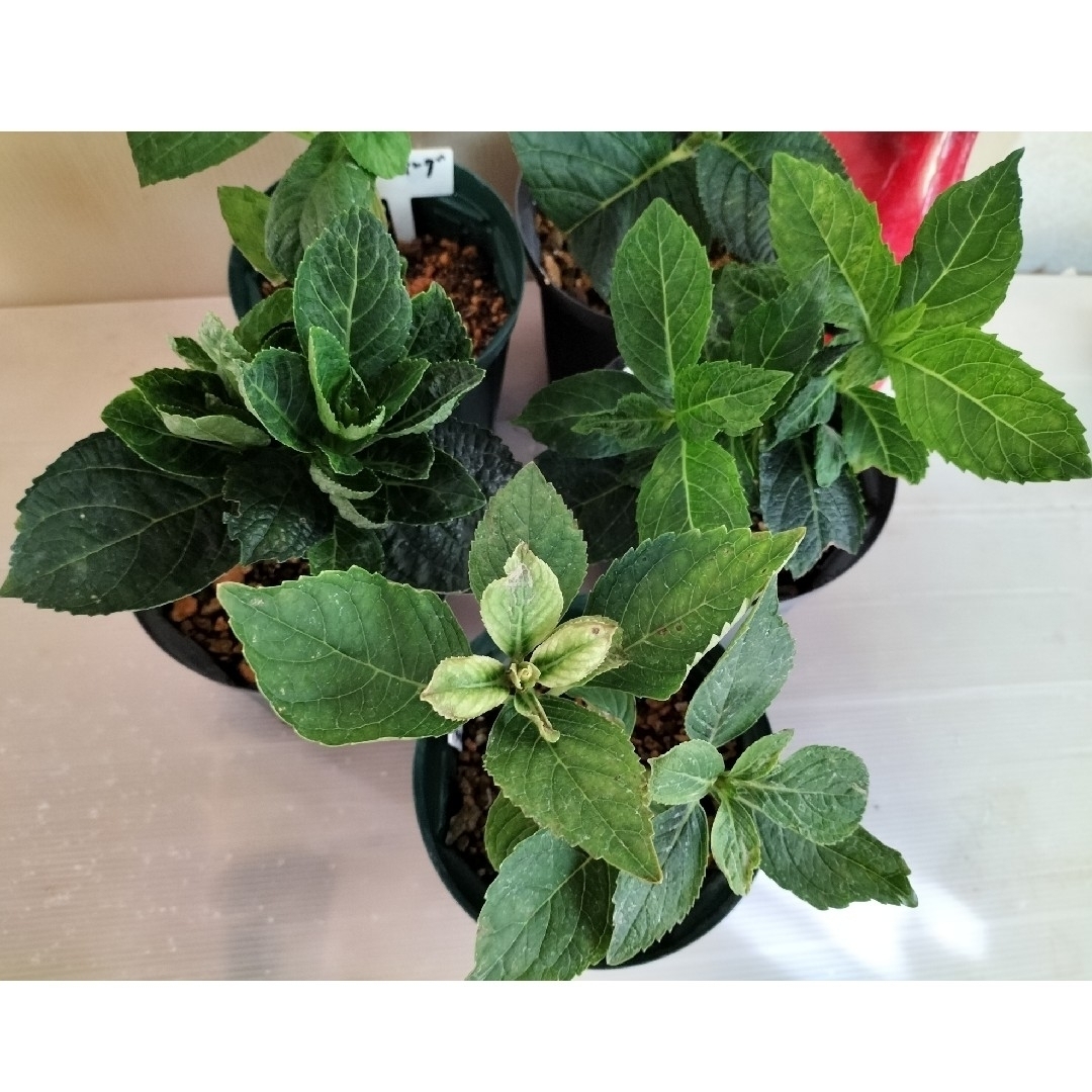 🌼レア人気輸入紫陽花苗🌼Autumn Sale🎉激安5苗!の通販 by