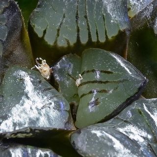 ハオルチア 紫鏡(その他)