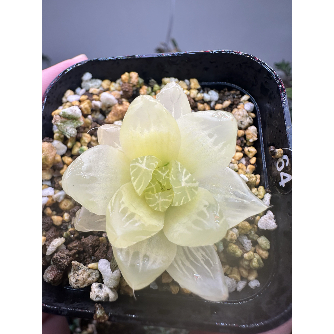 ハオルチア オブツーサ錦 (多肉植物 ハオルチア オブツーサ錦 ハオルチア オブツーサ錦 (多肉植物 ハオルチア オブツーサ錦