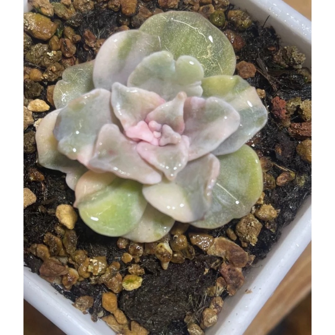 多肉植物 クリスペートビューティー錦 の通販 by Nan多肉12月 多肉植物 クリスペートビューティー錦 の通販 by Nan多肉12月