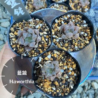 3苗【6cmpot/藍鏡】韓国苗　小苗　ハオルチア(その他)