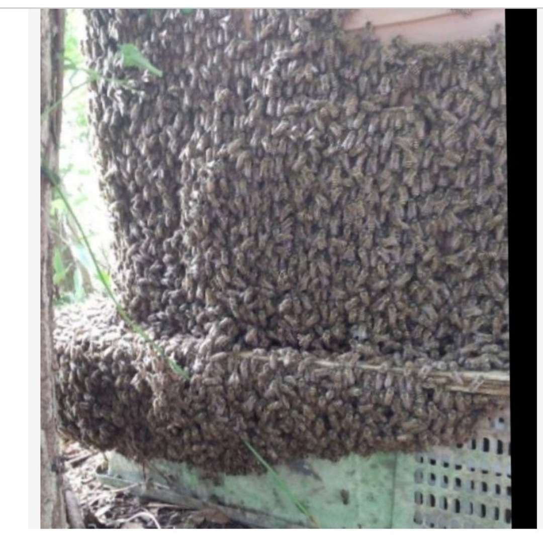 日本ミツバチの蜂蜜 600g×2本 日本ミツバチの蜂蜜 600g×2本