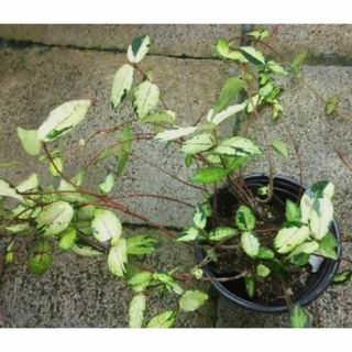 斑入り　オウゴンカズラ（黄金錦）苗　黄金葛　観葉植物(その他)