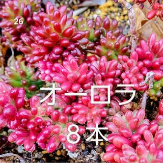 ㉖多肉植物《 オーロラ 》カット苗(その他)