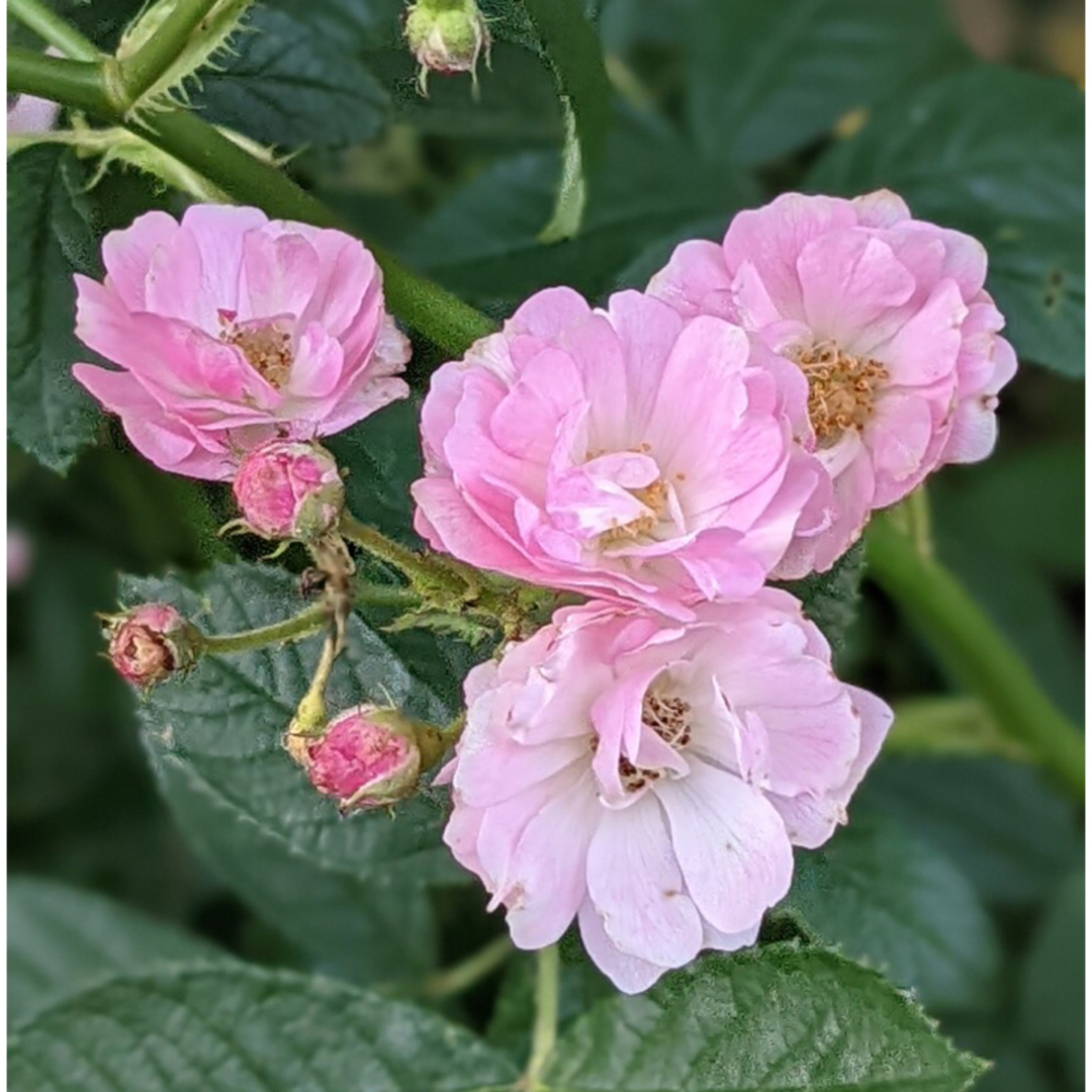 バラ トゲ無しミニバラ 淡いピンクの可愛いお花 さし穂カット枝 バラ トゲ無しミニバラ 淡いピンクの可愛いお花 さし穂カット枝