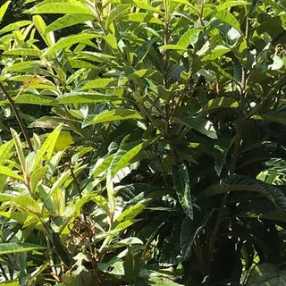 ◇無農薬栽培◇びわの葉 小動物のエサ ゆうパケットプラスで入るだけ(小動物)