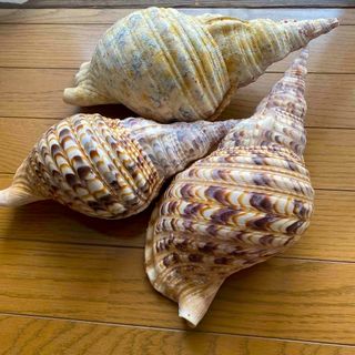 ほら貝のフリマアイテム一覧 ほら貝のフリマアイテム一覧
