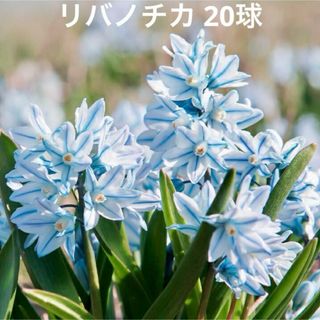 プスキニア球根 リバノチカ 20球(その他)