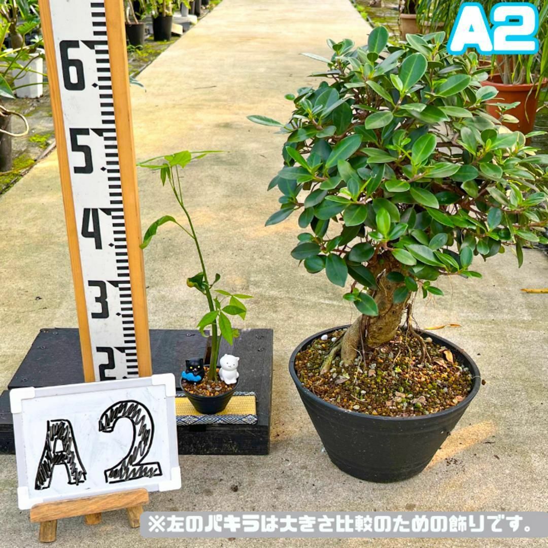 極太ガジュマルA2・約60センチ・幹太・葉数多め・盆栽仕立て 極太ガジュマルA2・約60センチ・幹太・葉数多め・盆栽仕立て
