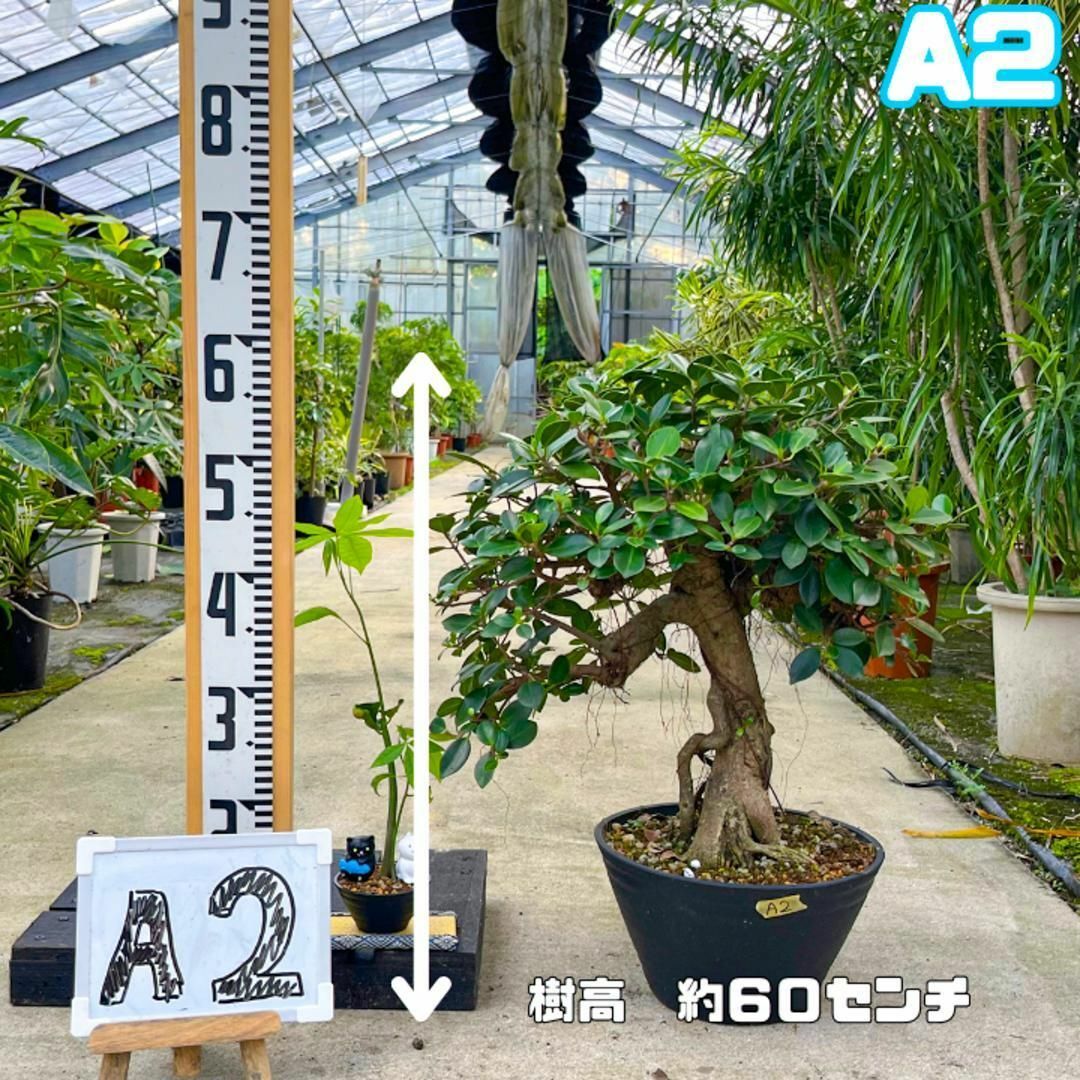 極太ガジュマルA2・約60センチ・幹太・葉数多め・盆栽仕立て 極太ガジュマルA2・約60センチ・幹太・葉数多め・盆栽仕立て
