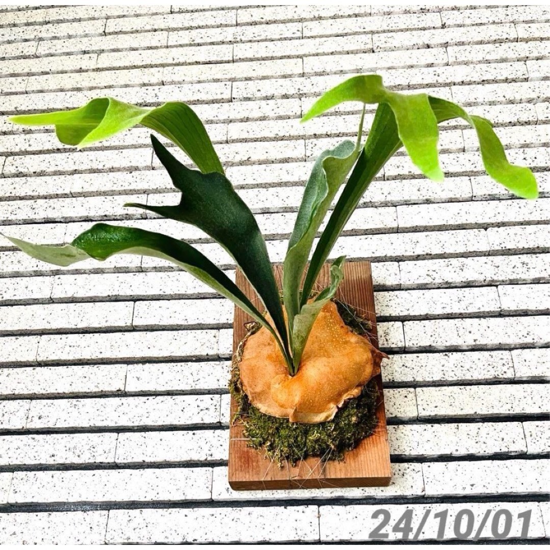 現品一点物 ビカクシダ コウモリラン ウッドボード付き 観葉植物 現品一点物 ビカクシダ コウモリラン ウッドボード付き 観葉植物