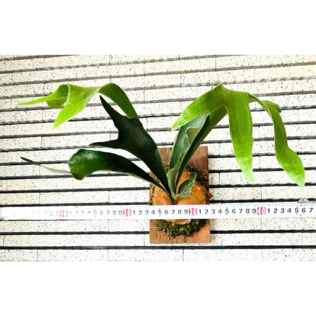 現品一点物 ビカクシダ コウモリラン ウッドボード付き 観葉植物 現品一点物 ビカクシダ コウモリラン ウッドボード付き 観葉植物