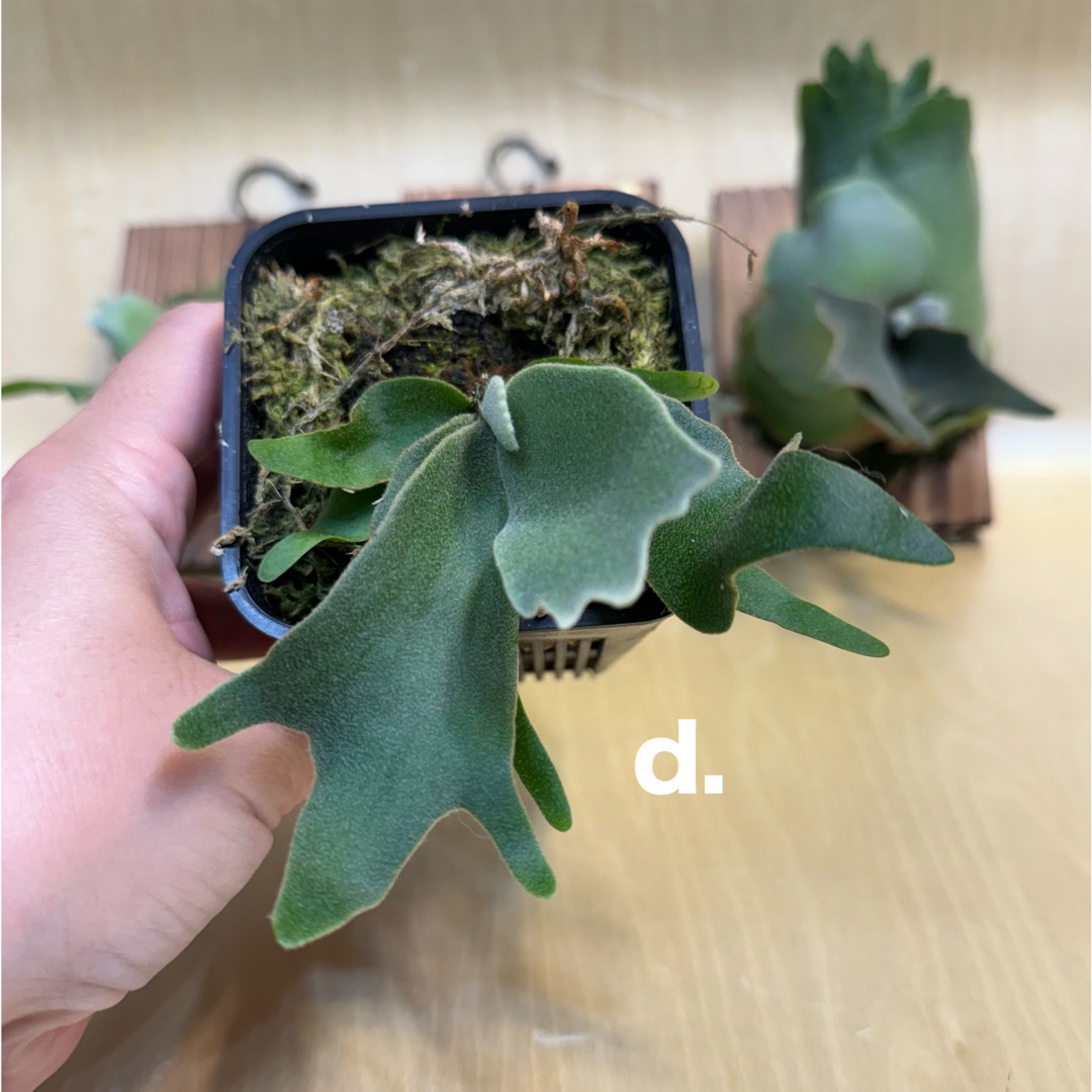◇◇◇ P.Willinckii 'OMG' spore(m-2) (Platycerium ◇◇◇ P.Willinckii 'OMG' spore(m-2) (Platycerium