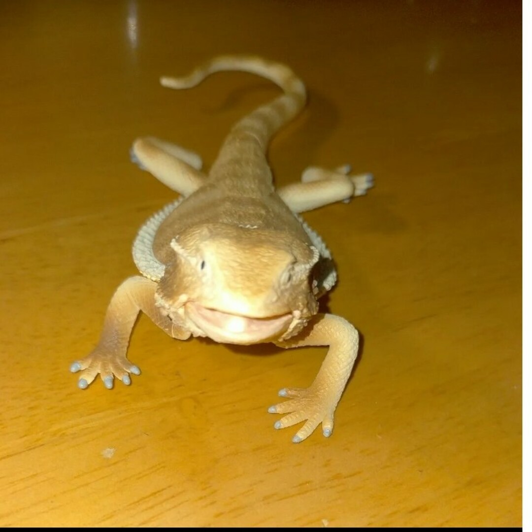 あそべる生物フィギュアシリーズ フトアゴヒゲトカゲ A ガチャの あそべる生物フィギュアシリーズ フトアゴヒゲトカゲ A ガチャの