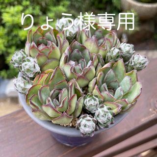 ビカクシダ P.willinckii Jenny TC 黄色い # ビカクシダ P.willinckii Jenny TC 黄色い #