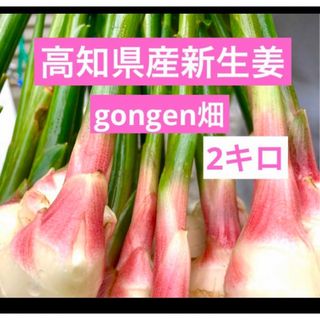 高知県産　新生姜2キロ(野菜)