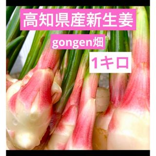 高知県産　新生姜１キロ(野菜)