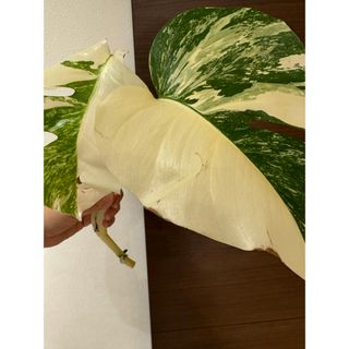 斑入り　モンステラ　ボルシギアナ　ホワイトタイガー ハーフムーン　極斑入り　(その他)