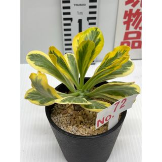 ユーフォルビア『ポイソニー錦』３.５号(10.5cm)鉢　No.72(その他)