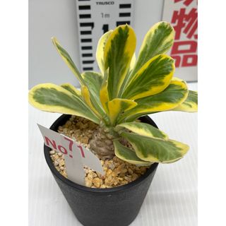 ユーフォルビア『ポイソニー錦』３.５号(10.5cm)鉢　No.71(その他)