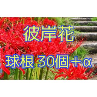彼岸花 球根 30個＋α リコリス ヒガンバナ(その他)