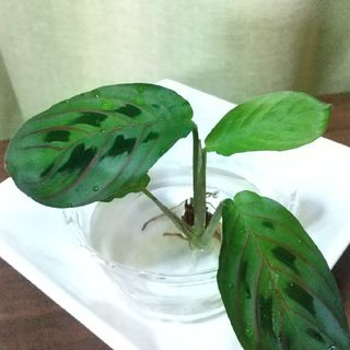 マランタ エリスロネウラ レウコネウラ  エリトロネウラ(その他)