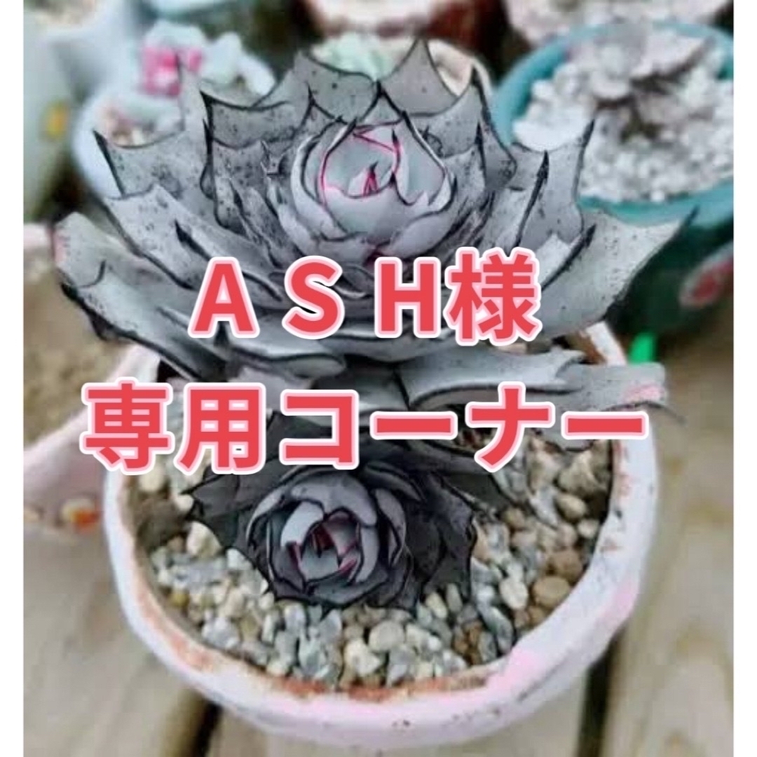 多肉植物 クリスペートビューティー錦 多肉植物 クリスペートビューティー錦