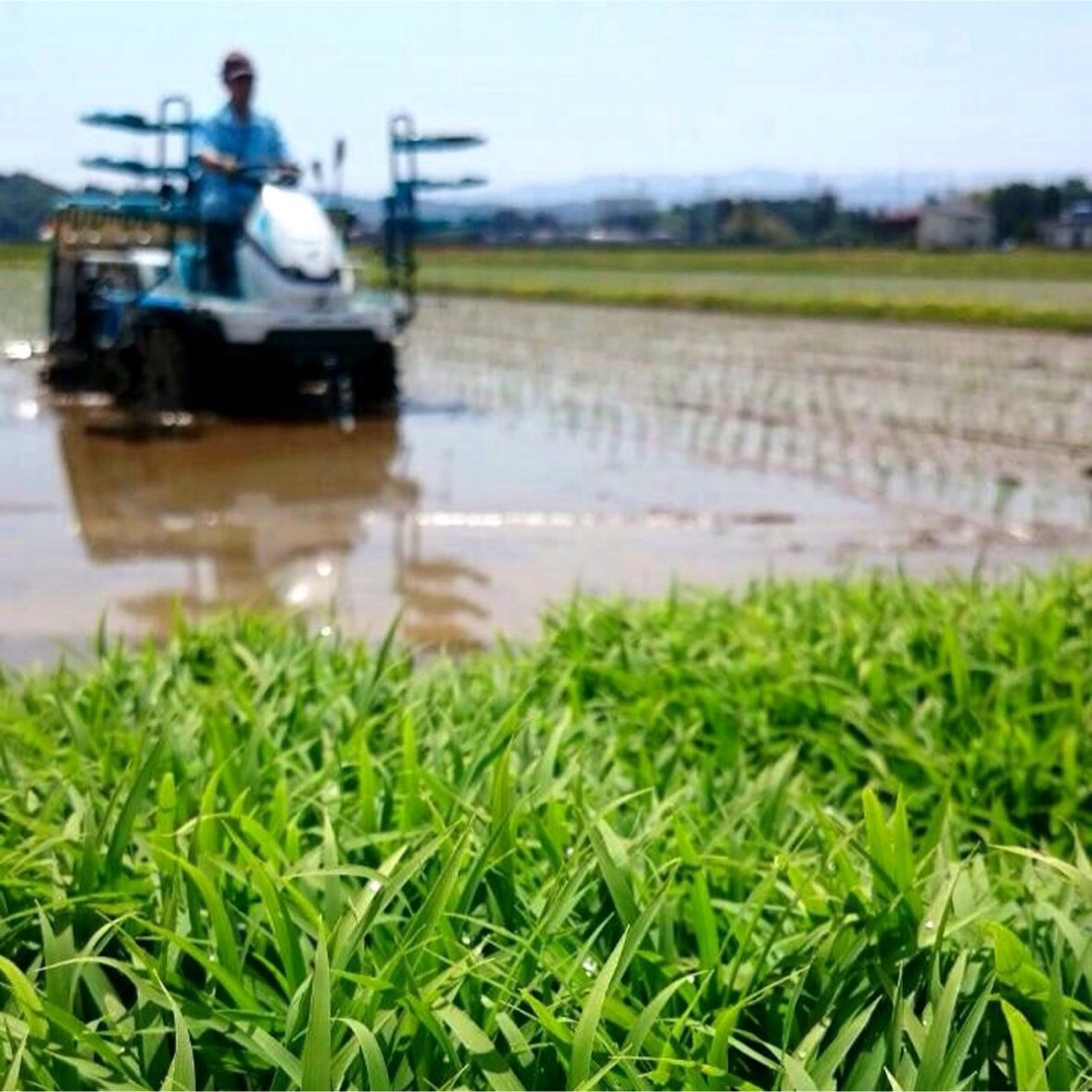 新米・令和6年産 新潟 新之助 白米5kg × 4個☆農家直送☆色彩 新米・令和6年産 新潟 新之助 白米5kg × 4個☆農家直送☆色彩