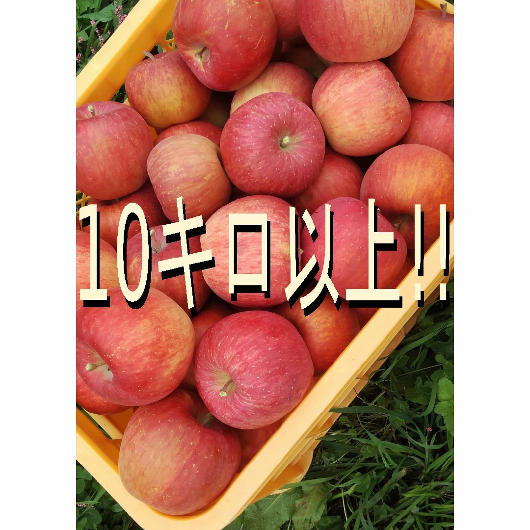【リンゴ】紅こうりん 10kg以上 【訳あり林檎】家庭用 りんご