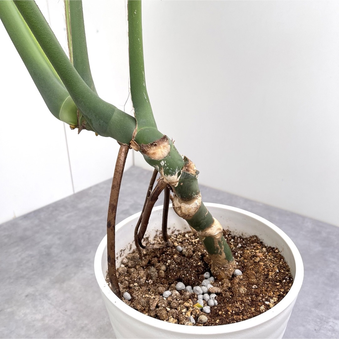 モンステラ 12【現品】観葉植物 大型 室内 フラワー/ガーデン モンステラ 12【現品】観葉植物 大型 室内 フラワー/ガーデン