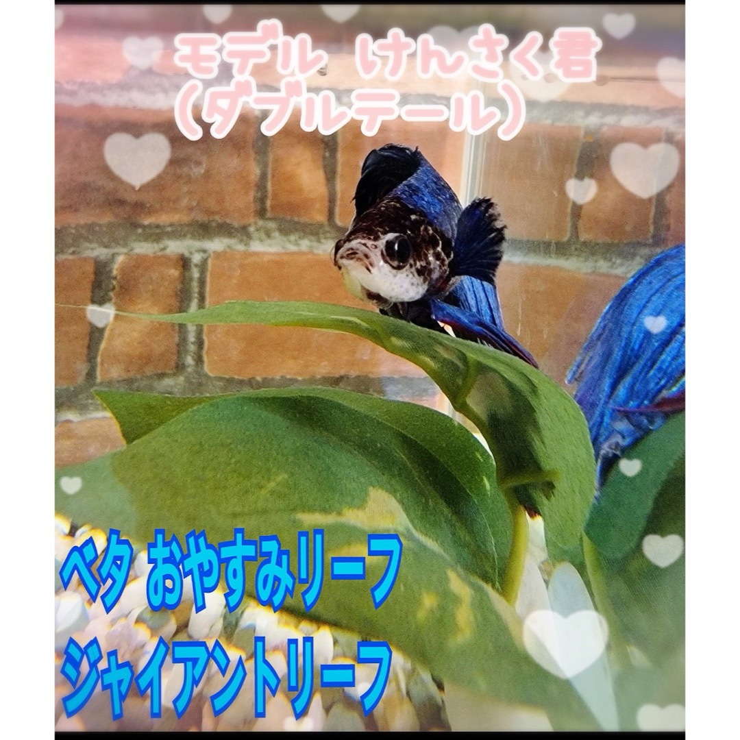 ベタ おやすみリーフ ジャイアントリーフ その他のペット用品(アクアリウム)の商品写真