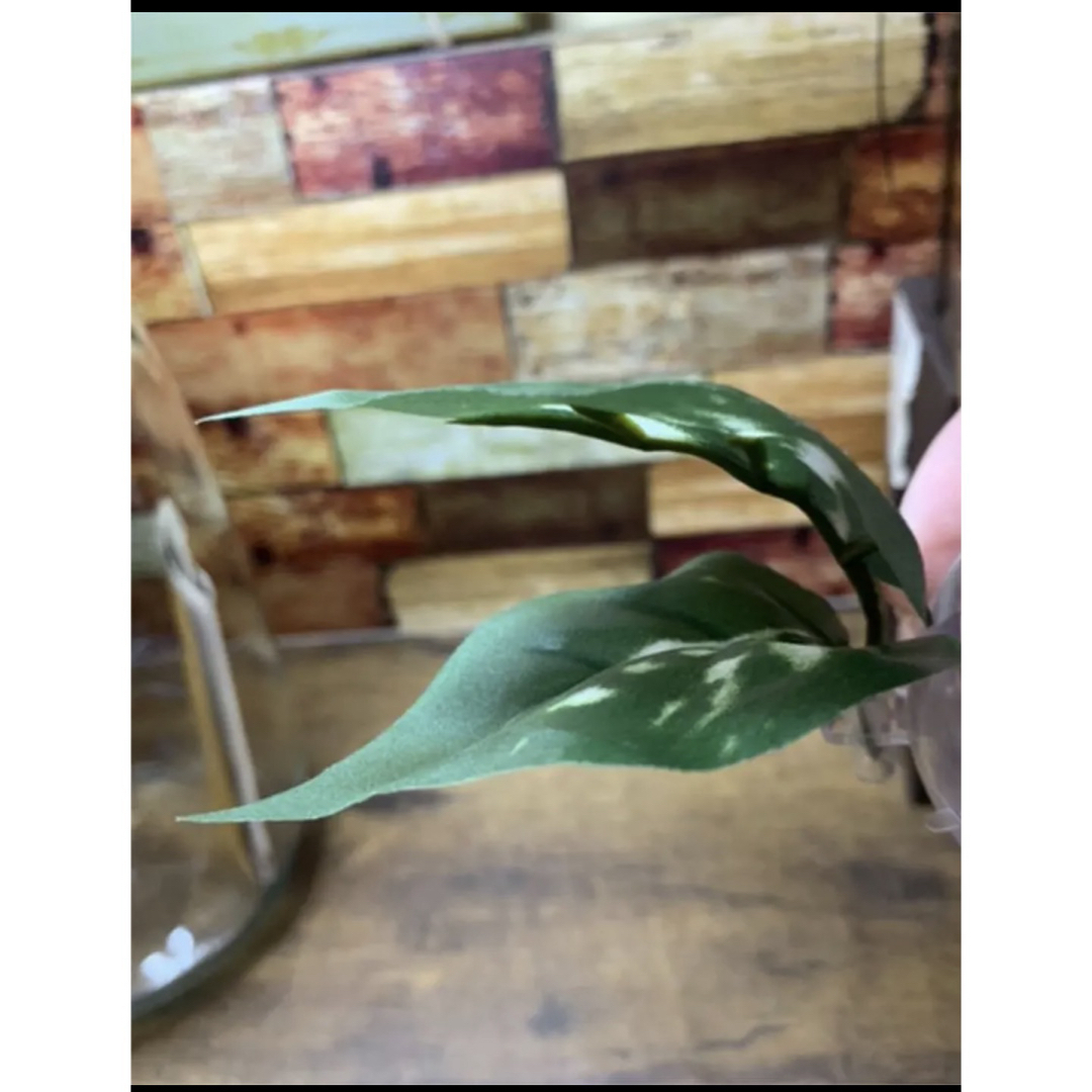 ベタ おやすみリーフ ジャイアントリーフ その他のペット用品(アクアリウム)の商品写真