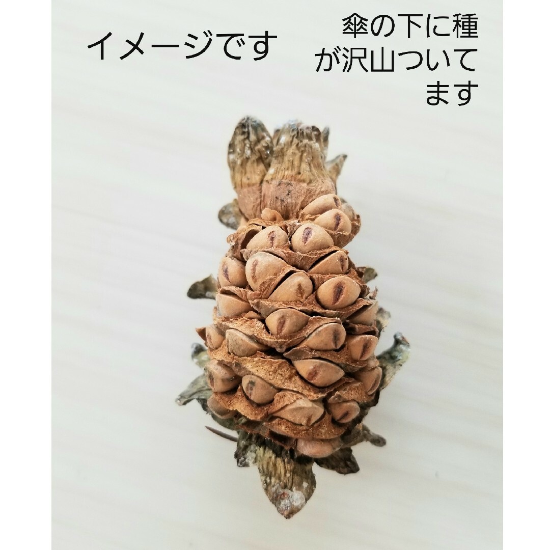 種丸ごと差し上げます☆希少☆朝鮮五葉松の特大松ぼっくりの通販 種丸ごと差し上げます☆希少☆朝鮮五葉松の特大松ぼっくりの通販