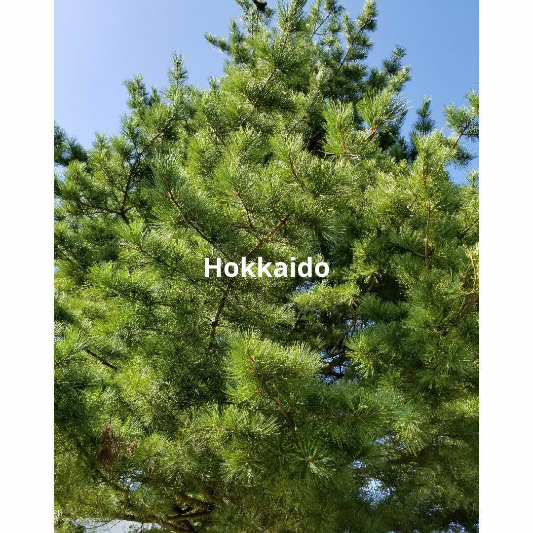 種丸ごと差し上げます☆希少☆朝鮮五葉松の特大松ぼっくりの通販 種丸ごと差し上げます☆希少☆朝鮮五葉松の特大松ぼっくりの通販
