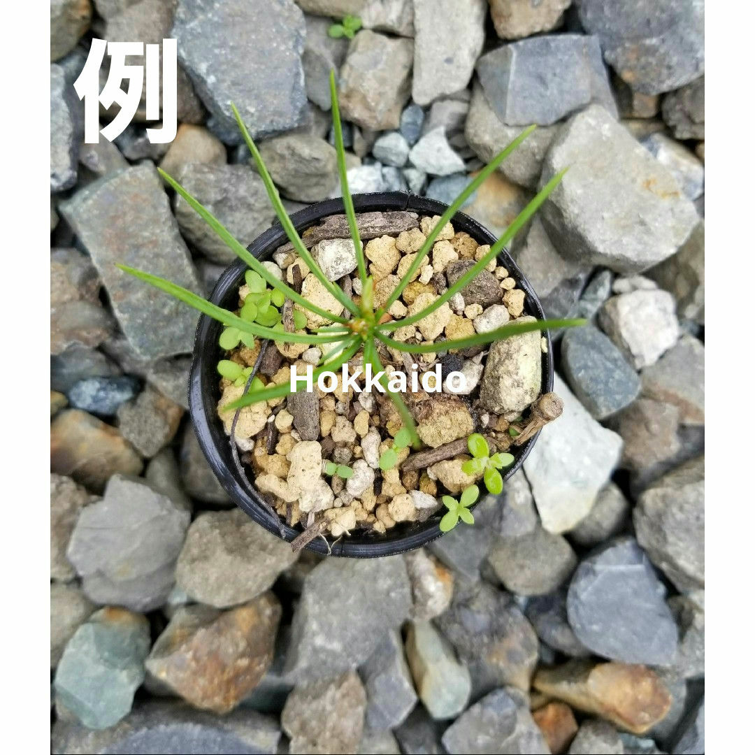 種丸ごと差し上げます☆希少☆朝鮮五葉松の特大松ぼっくりの通販 種丸ごと差し上げます☆希少☆朝鮮五葉松の特大松ぼっくりの通販