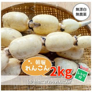 霞ヶ浦産★朝堀れんこん☆2kg☆当日収穫☆レシピ付き☆