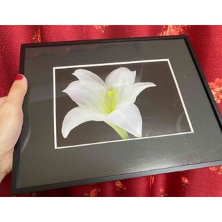 カサブランカ🌹友人の名古屋社長夫妻からの頂き物　海外の教会のカサブランカの幸福絵(その他)