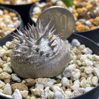 こむぎ様専用　速達　パキポディウム  恵比寿大黒実生(その他)