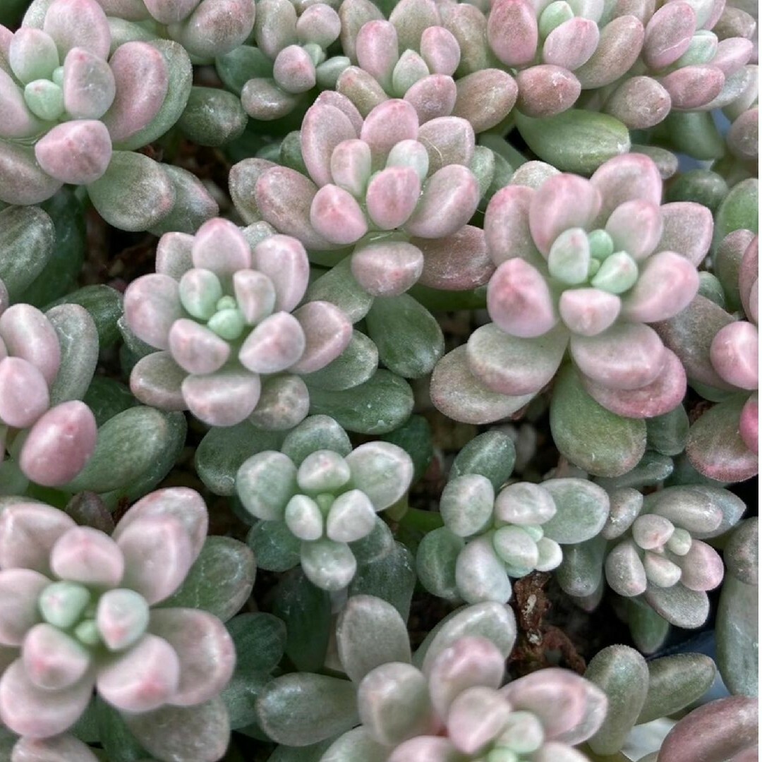 多肉植物 seセダム 雫玉 しずくだま 多肉植物 セダム 斑入り 錦 多肉植物 seセダム 雫玉 しずくだま 多肉植物 セダム 斑入り 錦