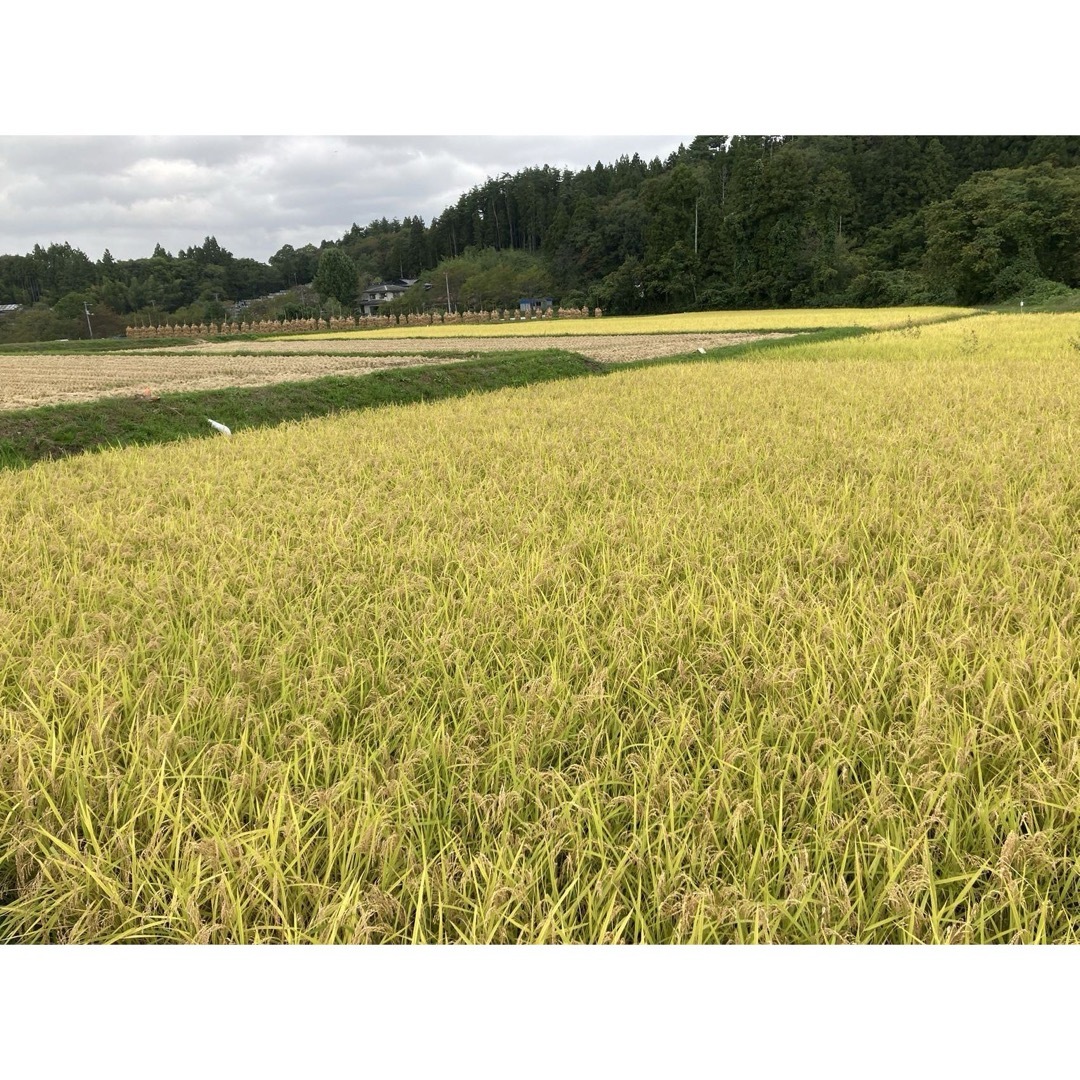 令和6年産 朝日米玄米20キロ 令和6年産 朝日米玄米20キロ
