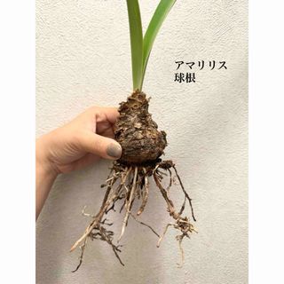 アマリリス　球根(ドライフラワー)