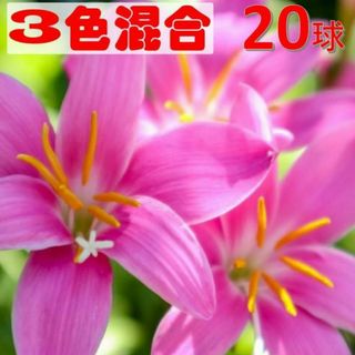 ゼフィランサス 球根 20球ミックス ※球根大小MIX(プランター)