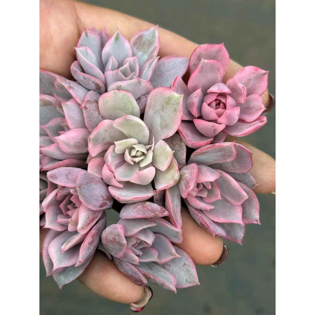 ピンク蝶錦/ピンクローラ錦 多肉植物の通販 by Nan多肉12月から ピンク蝶錦/ピンクローラ錦 多肉植物の通販 by Nan多肉12月から