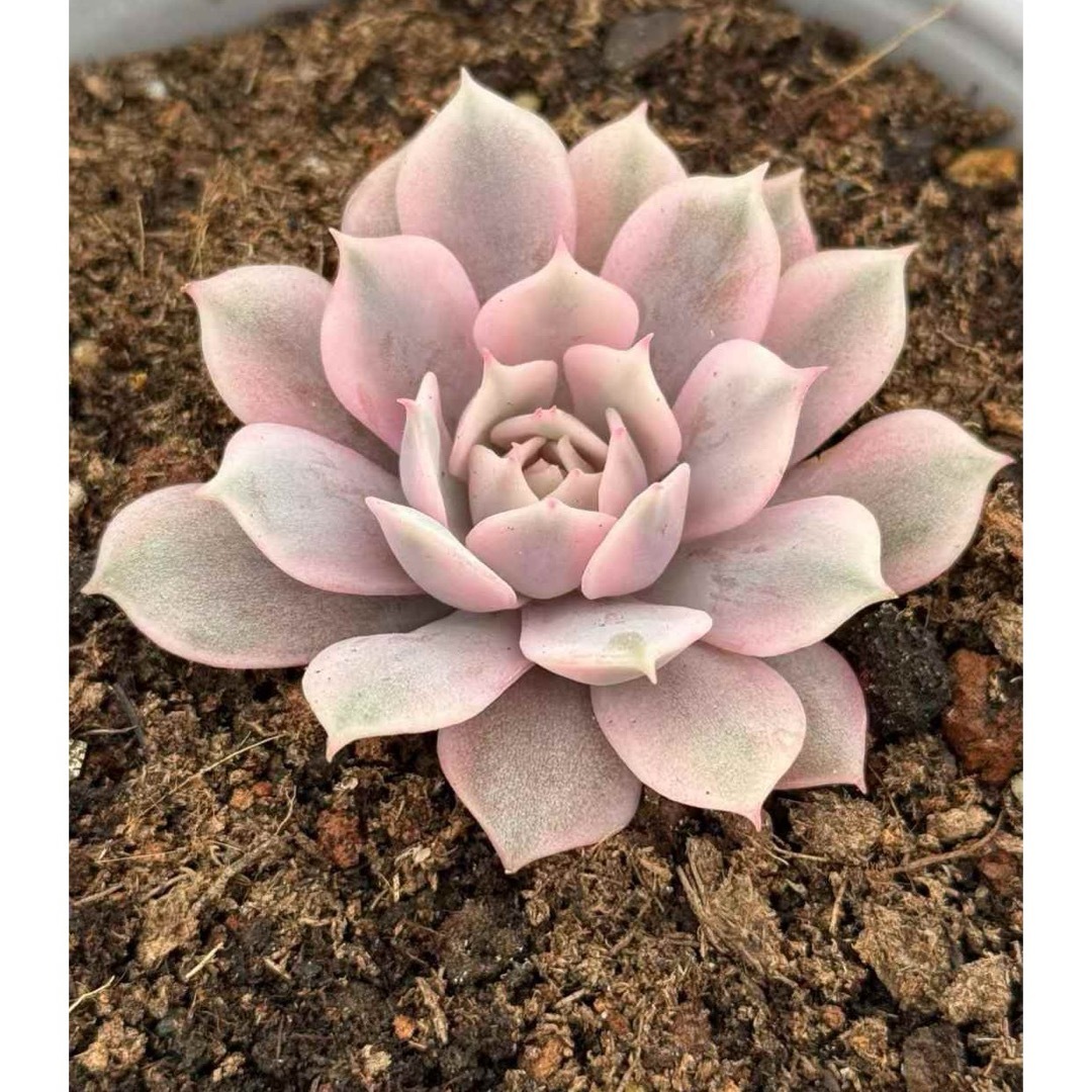 ピンク蝶錦/ピンクローラ錦 多肉植物の通販 by Nan多肉12月から ピンク蝶錦/ピンクローラ錦 多肉植物の通販 by Nan多肉12月から