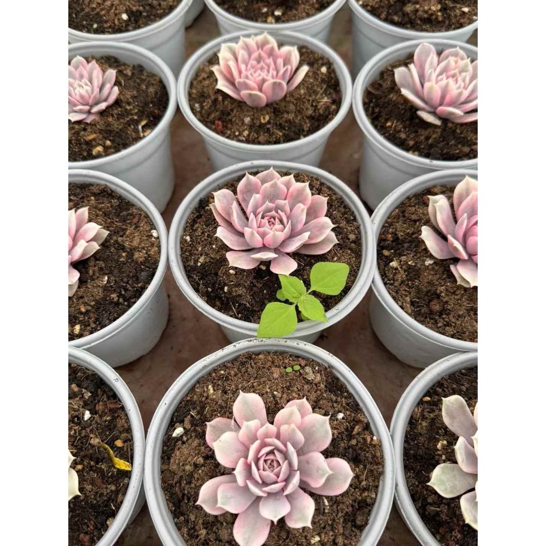 ピンク蝶錦/ピンクローラ錦 多肉植物の通販 by Nan多肉12月から ピンク蝶錦/ピンクローラ錦 多肉植物の通販 by Nan多肉12月から