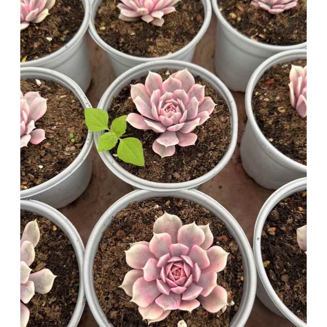 ピンク蝶錦/ピンクローラ錦 多肉植物の通販 by Nan多肉12月から ピンク蝶錦/ピンクローラ錦 多肉植物の通販 by Nan多肉12月から