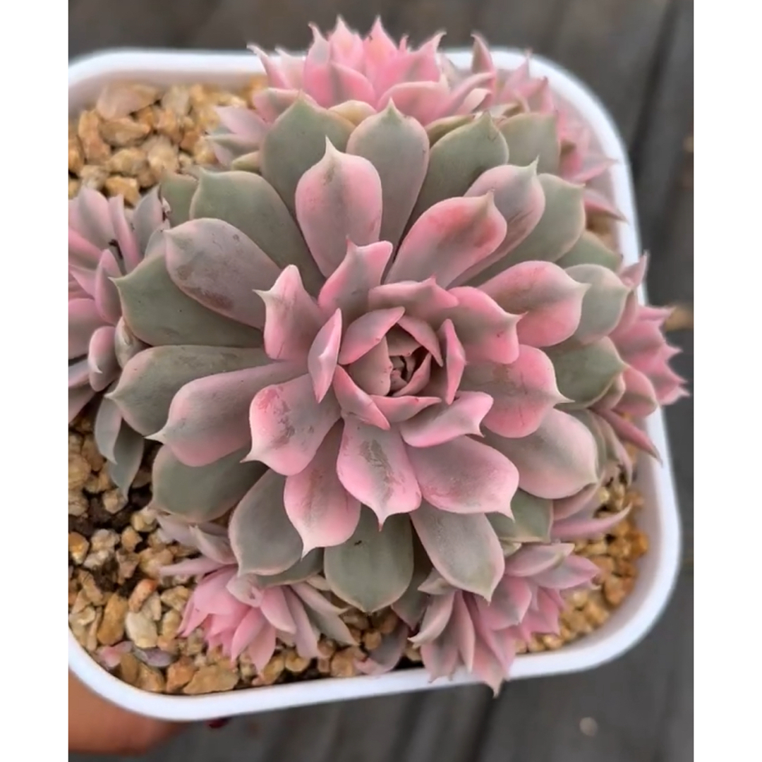 ピンク蝶錦/ピンクローラ錦 多肉植物の通販 by Nan多肉12月から ピンク蝶錦/ピンクローラ錦 多肉植物の通販 by Nan多肉12月から