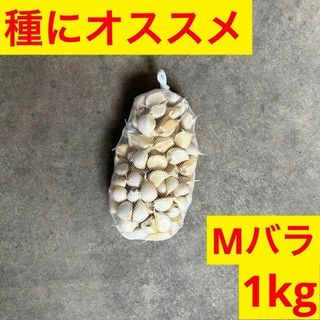 【タネおすすめ】バラ 1kgM 新物 青森県産にんにく 福地ホワイト 種用 お得