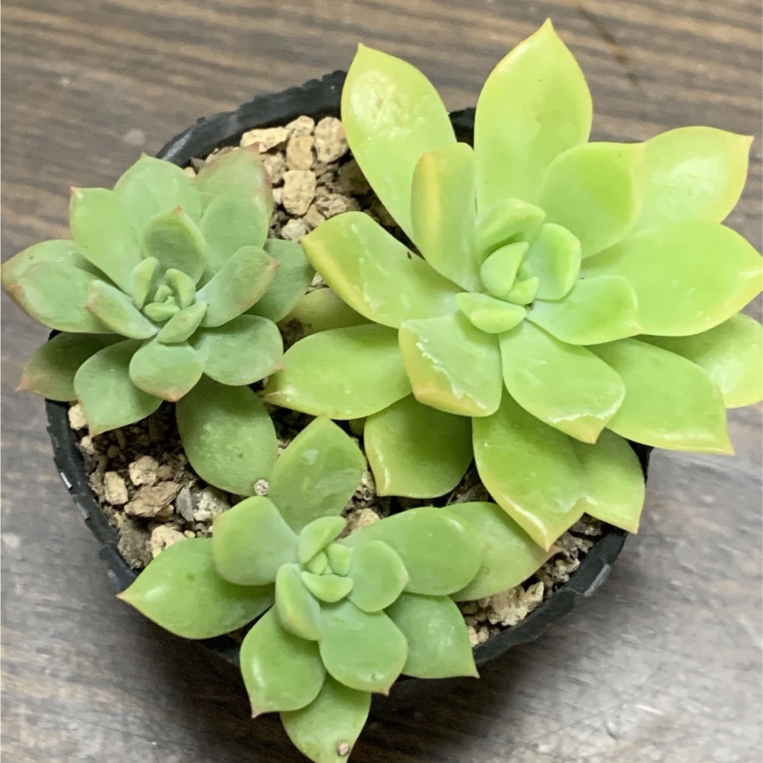 多肉植物①3点セット抜き苗(春萌、銘月、マッコス) 駆け寄っ 多肉植物①3点セット抜き苗(春萌、銘月、マッコス) 駆け寄っ